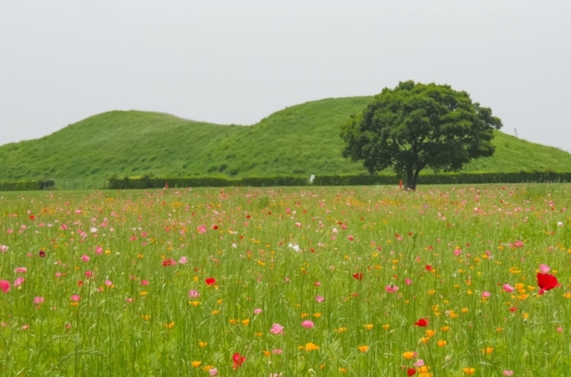 埼玉古墳群の分布