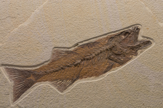 絶滅動物の化石が続々発見されている秩父盆地~パレオパラドキシアや巨大ザメの化石が!~