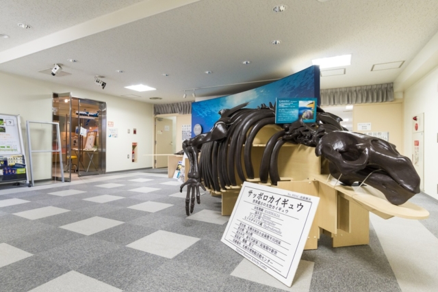 【札幌の地質】札幌に残る太古の火山と世界最古級の大型カイギュウ類の化石