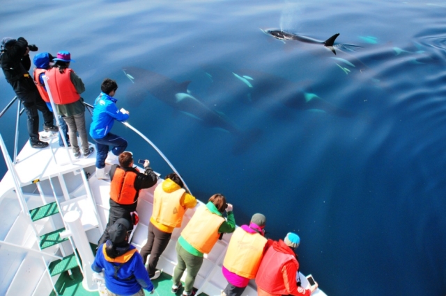 世界遺産・知床のみで見られる希少な生物も