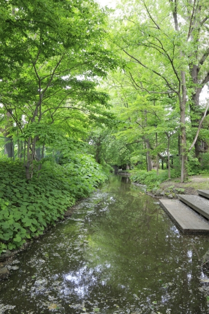 【札幌の地質】市街地を潤す湧水(メム)を再現復活