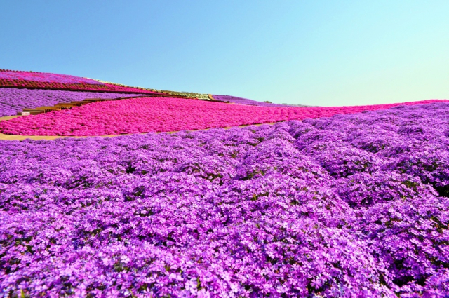 ⑤東京ドイツ村