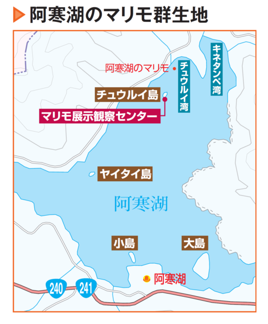 世界的にも珍しい阿寒湖のマリモ