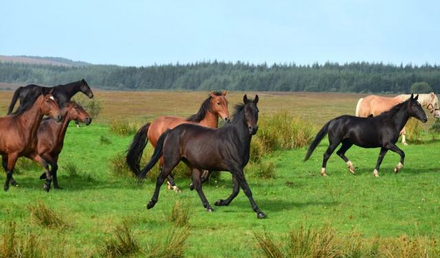 日本在来馬の「能登馬」とは?~将校軍馬として重宝されていた優秀馬~