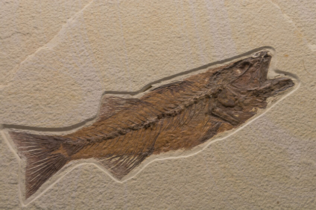 深海生物の化石が知多半島南部の地層で産出!貴重で多様な化石の宝庫だった!