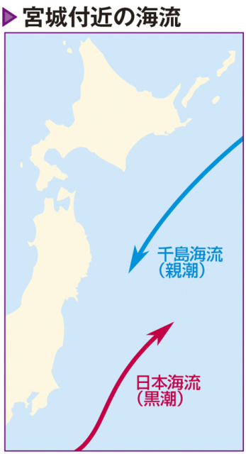 宮城発祥の名物も多数!宮城県はおいしい食材の宝庫