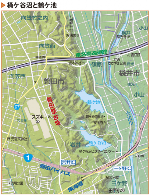 桶ケ谷沼で見られるさまざまな動植物