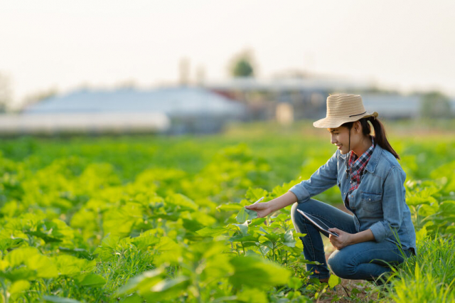 茨城県の農業・漁業~野菜やサバが首位!どちらも全国屈指の実力-データでわかる全44市町村-