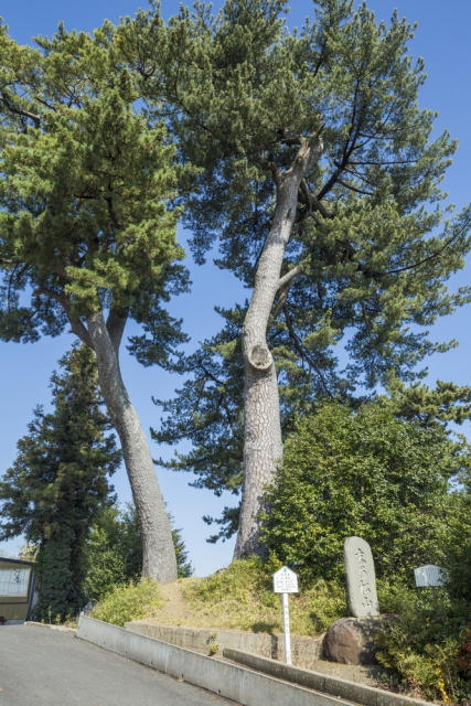 宮城の名所と歌枕⑩:すえのまつやま【末の松山】(多賀城市)