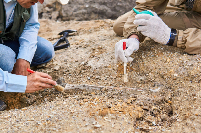 海成層「芦屋層群」は約3000万年前の古第三紀漸新世(こだいさんきぜんしんせい)の地層群
