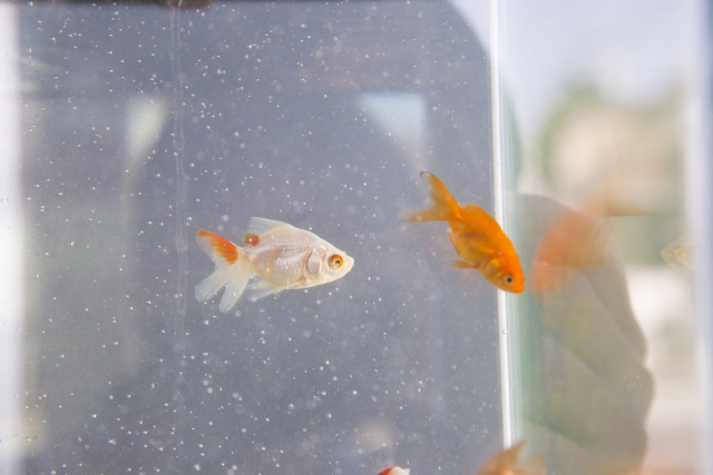 大和郡山の金魚産業は江戸時代に武士の副業から発展!