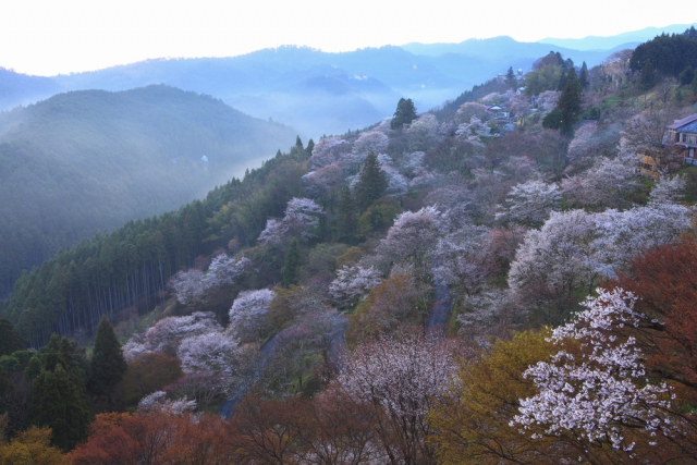 吉野は古(いにしえ)より続く桜の名所