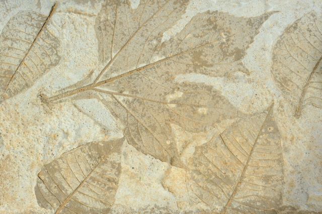 植物化石の新種が数多く発見される成羽町は世界の注目の的!