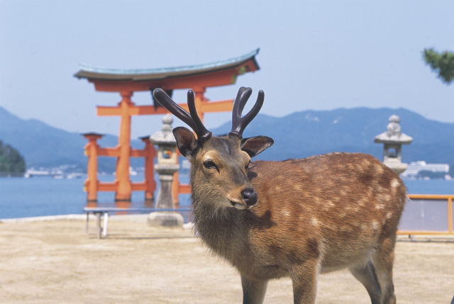 広島県の観光客数データ~多彩な観光地は外国人観光客に大人気~