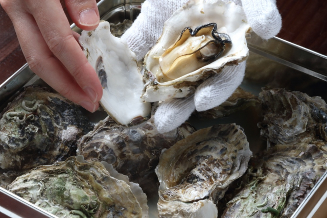 広島のカキ養殖~波が穏やかで栄養豊富な海が育む冬の味覚