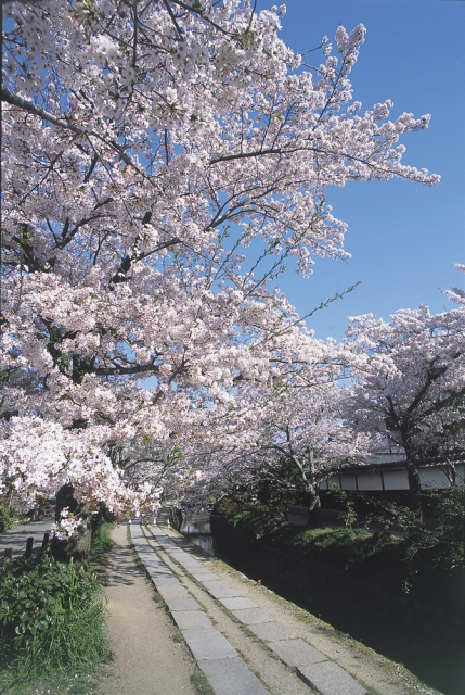 京都市街の石畳は市電の敷石