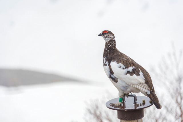 立山の氷河は日本で初めて確認された!富山の県鳥・ライチョウとの関係性は?
