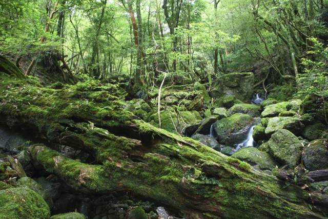 屋久島の成り立ちの歴史~地下から上昇してきた花崗岩マグマの塊でできた島~