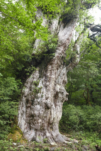 屋久島のジオサイト