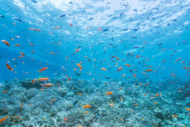 沖縄はサンゴ礁のおかげでエメラルドグリーンの海となった?