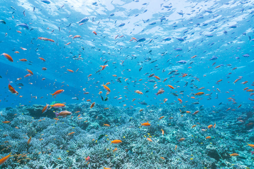❗️夏 珍品 平珊瑚❗️ 海からの自然の 贈り物❗️ とっても綺麗 サンゴの楽園、沖縄本島最北部・伊平屋島 | INTOTHEBLUE 水中写真家