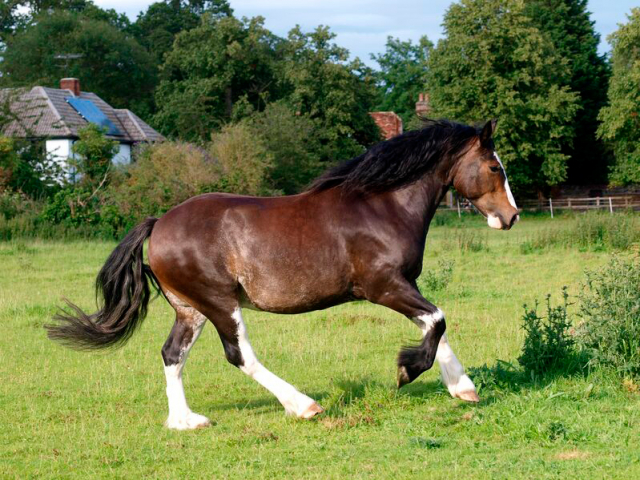 琉球競馬は約300年の歴史を誇り速さではなく美しさを競う!