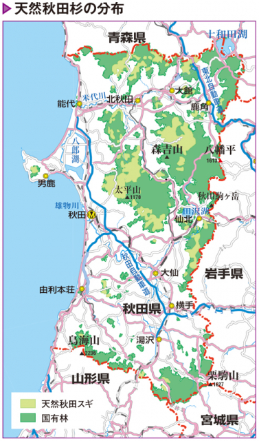 秋田杉は軍需用材として重宝された時代もある
