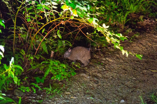 なぜ奄美大島は固有種が多いのか?