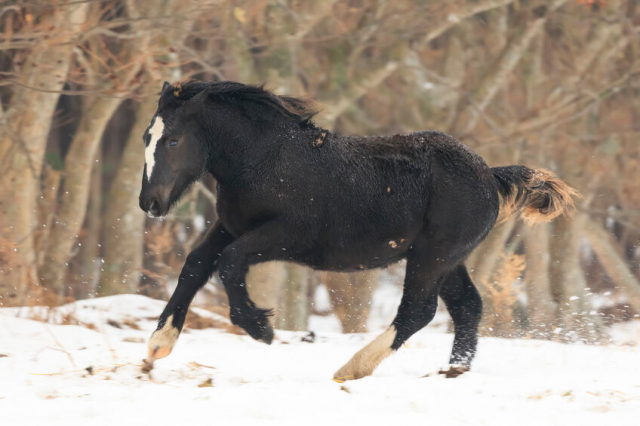南部馬は諸大名が財を投じて求めた名馬!古代から続いた青森県の馬産の歴史とは