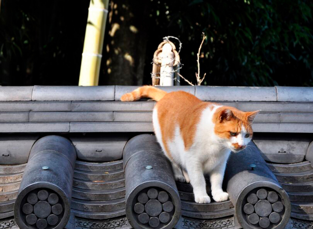 佐柳島の2つ不思議~なぜ猫だらけになったのか?1人に2つの墓があるって本当?