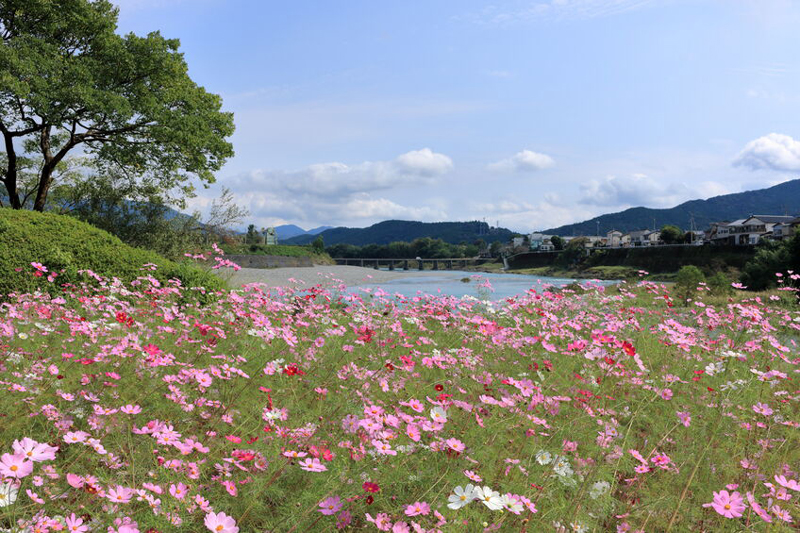 徳島県植物誌』 阿部近一 ～「牧野富太郎博士 剣山で行方不明に」の